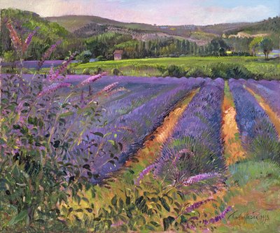 Buddleia and Lavender Field, Montclus by Timothy Easton